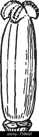 L'immagine mostra la femmina organo riproduttivo, pistillo, di un tulipano, vintage disegno della linea di incisione o illustrazione. Illustrazione Vettoriale