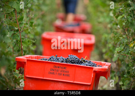 Vendemmia in Champagne dipartimento in Charly-sur-Marne (Francia settentrionale). Red contenitore per uva recanti la scritta Gratiot Gerard, in Foto Stock