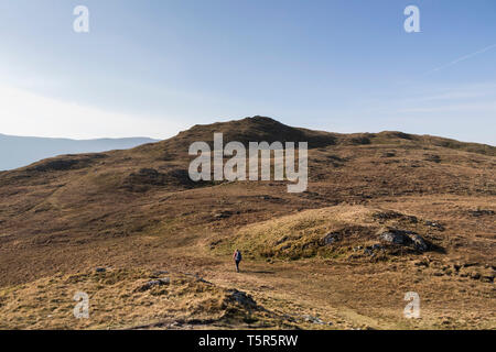 Walker dirigendosi verso il vertice della testa di Beda (caduto) da Nord in alto, Lake District, Cumbria, Regno Unito Foto Stock