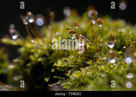 Il muschio Hypnum cypress con la condensa nella foresta. Close-up, bokeh di fondo. Foto Stock