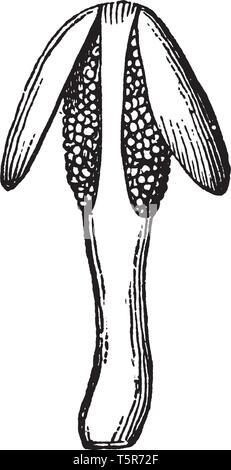 Una foto mostra la Stame di Crespino fiore. La produzione di polline di una parte di un fiore, di solito con un filamento sottile di supporto della antera. Cellule di Illustrazione Vettoriale