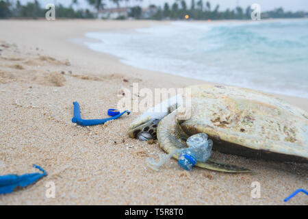 Dead sea turtle tra immondizia di plastica sulla spiaggia di sabbia Foto Stock