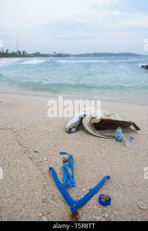 Tartaruga morto con un immondizia di plastica su Ocean Beach Foto Stock