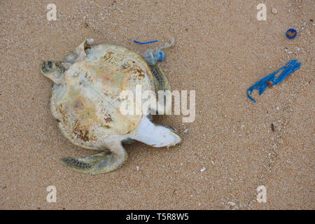 Tartaruga morto con ocean immondizia di plastica sulla spiaggia Foto Stock