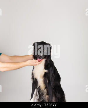 Obbedienti ben addestrato Border Collie mangiare dal suo maestro mani. Giovane proprietario alimentare un senzatetto cane affamato isolate su parete grigia. Persone kindne Foto Stock