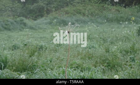 Ragni veli con la rugiada in primavera. Prese a Bristol REGNO UNITO Foto Stock