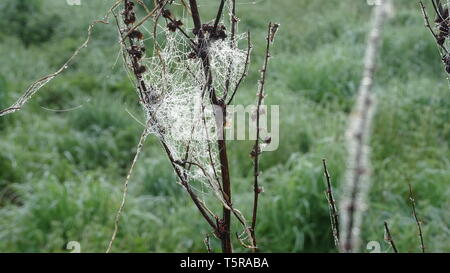 Ragni veli con la rugiada in primavera. Prese a Bristol REGNO UNITO Foto Stock