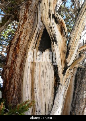 Parti legnose di un antico Bristlecone Pine Tree Foto Stock