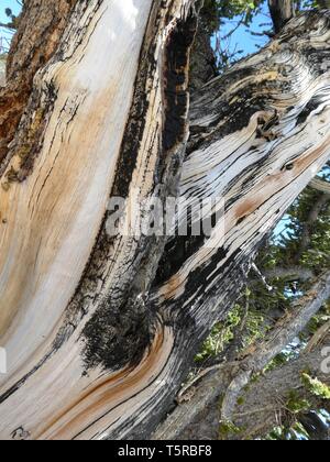 Parti legnose di un antico Bristlecone Pine Tree Foto Stock