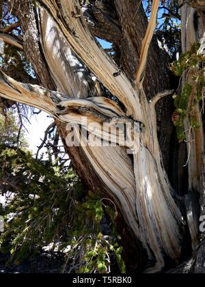 Parti legnose di un antico Bristlecone Pine Tree Foto Stock