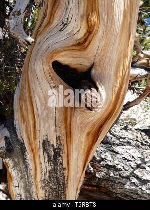 Parti legnose di un antico Bristlecone Pine Tree Foto Stock