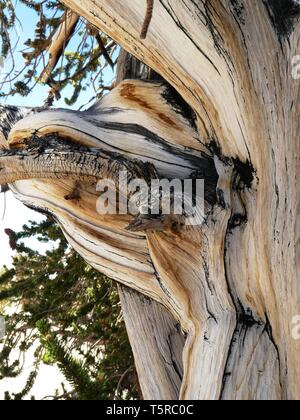 Parti legnose di un antico Bristlecone Pine Tree Foto Stock