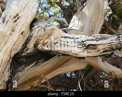 Parti legnose di un antico Bristlecone Pine Tree Foto Stock