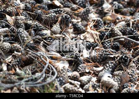 Pigne, uno strato di coni sul terreno, un mucchio di coni senza semi, coni a secco su una pila. Foto Stock