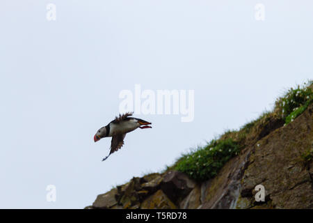 Atlantic puffin dal fiordo Borgarfjordur, est dell'Islanda. In Islanda la fauna selvatica. Puffin comune. Fratercula arctica Foto Stock