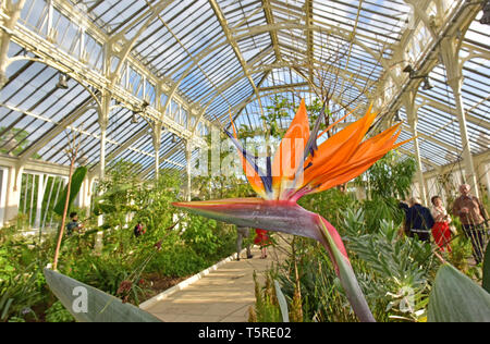 Londra Maggio 4, 2018 - uccello del paradiso (Strelitzia reginae) nel rinnovato Casa temperate a Kew Gardens LONDRA, REGNO UNITO Foto Stock