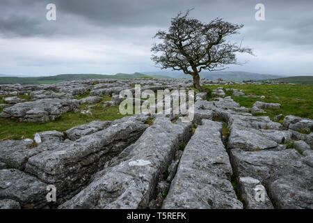 Un lone biancospino albero che cresce sulla pavimentazione di pietra calcarea a pietre Winskill Riserva Naturale nel Yorkshire Dales. Foto Stock
