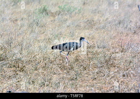 La Abdim stork, bianco-panciuto stork, Abdimstorch, Regenstorch oder Abdim, Ciconia abdimii, Abdim-gólya Foto Stock