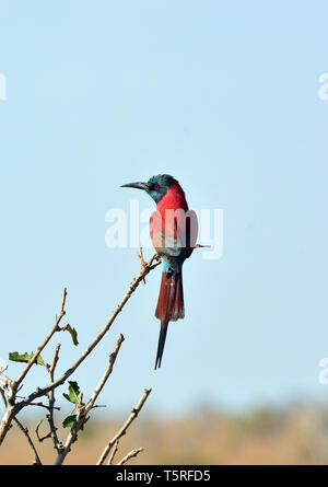 Northern carmine gruccione, Merops nubicus, kármin gyurgyalag, piros gyurgyalag Foto Stock