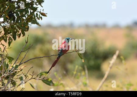 Northern carmine gruccione, Merops nubicus, kármin gyurgyalag, piros gyurgyalag Foto Stock