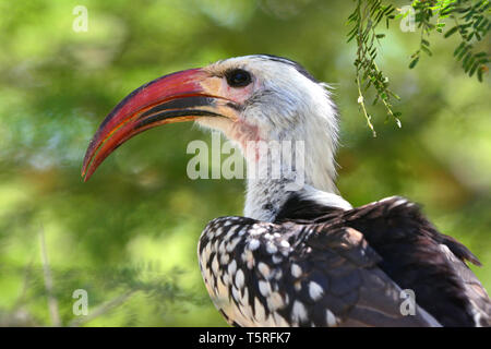 Carpino rosso settentrionale, Rotschnabeltoko, Calao à bec rouge, Tockus erythrorhynchus, piroscsőrű tokó, vöröscsőrű tokó Foto Stock