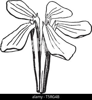 I fiori profumati sono cinque bianco rosato o rosso appariscente petali, ogni dentellate e si scalda a riflusso, e sono sostenuti in cluster di grandi dimensioni in axils di foglie Illustrazione Vettoriale