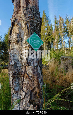 Un moncone di fauna selvatica segno su un albero morto in Scozia. Invece di essere tagliata, la struttura ad albero è stato salvato per il cibo, riparo e la nidificazione. Foto Stock