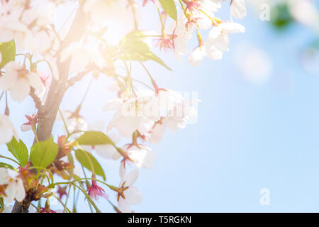 La molla di confine blured astratto tecnica di sfondo con il colore rosa sakura o fiori di ciliegio. Foto Stock