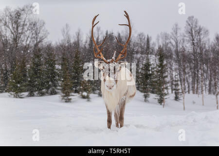 Le renne nella neve. Animale bello guardare avanti Foto Stock