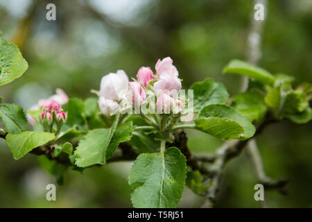 Apple Blossom close up, fioriture di apertura dell'Apple Blossom con le foglie verdi dietro ad un albero di mele in un frutteto in inglese Foto Stock