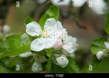 Apple Blossom close up, fioriture di apertura dell'Apple Blossom con le foglie verdi dietro ad un albero di mele in un frutteto in inglese Foto Stock