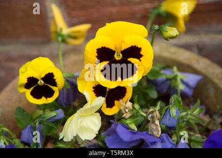 Pansies in una cesta appesa in un giardino in Inghilterra, giallo, blu e bianco pansies al di fuori Foto Stock
