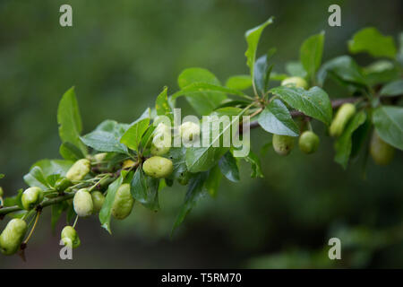 Rami con prugne cominciando a crescere in primavera, con piccoli frutti e bright foglie verdi, frutta inizia a comparire sui rami Foto Stock