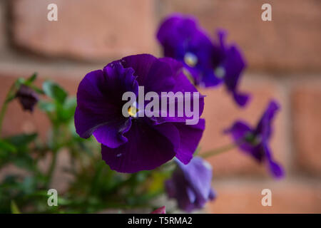 Viola pansy close up ravvicinato di un viola pansy in un cestello con soft focus muro di mattoni dietro durante le ore diurne, Foto Stock