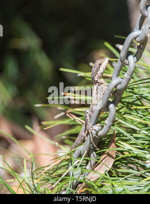 Acqua dragon catena di arrampicata con sfondo di piante all'aperto in giardino tropicale Darwin, in Australia Foto Stock