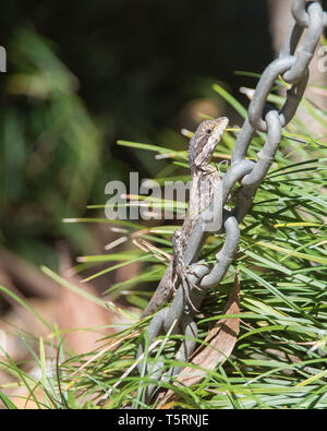 Acqua dragon catena di arrampicata con sfondo di piante all'aperto in giardino tropicale Darwin, in Australia Foto Stock