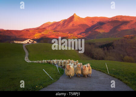 Gregge di pecore in Lazkaomendi con vista della montagna Txindoki Foto Stock