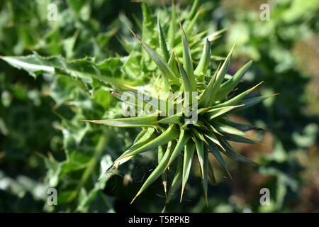 Silybum marianum o cardus marianus, cardo, beata milkthistle, cardo mariano, Maria thistle, Saint Mary's Thistle, Mediterraneo cardo mariano Foto Stock