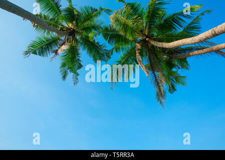 Tre alberi di palma tropicali appesa sopra la spiaggia con cielo blu sullo sfondo Foto Stock