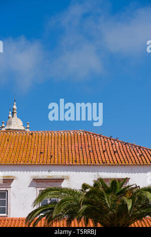 Dettaglio della antica e tipica casa portoghese con il rosso tetto di tegole con piccioni e Palm tree nella parte anteriore Foto Stock