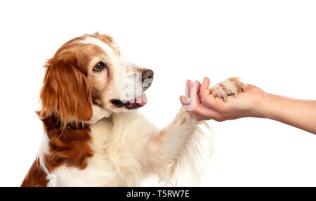 Amicizia tra un cane e il suo proprietario isolato su uno sfondo bianco Foto Stock