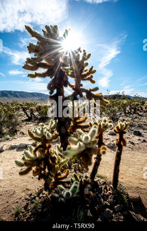 Tall cholla cactus con raggiera o sun flare a Joshua Tree National Park, California, w/ cielo blu, il bianco delle nuvole, e il paesaggio dietro (veritical). Foto Stock