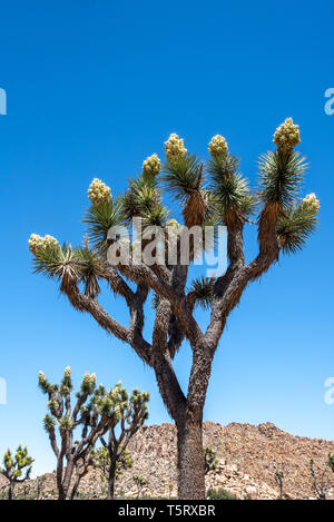 Fioritura Joshua tree contro il cielo blu, in formato verticale. Joshua alberi in fiore nel deserto di primavera (verticale). Foto Stock