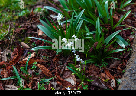 Dublino, Irlanda - Marzo 2019. Famoso Phoenix Park di Dublino Foto Stock