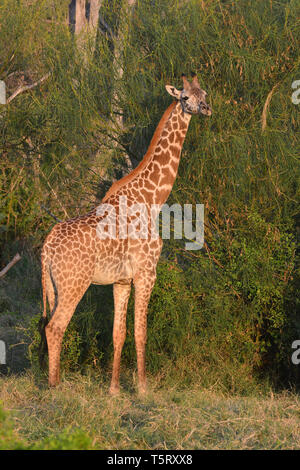 Masai giraffe. Maasai giraffe, Massai-Giraffe, Giraffa camelopardalis tippelskirchi, maszáj zsiráf Foto Stock