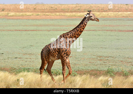 Masai giraffe. Maasai giraffe, Massai-Giraffe, Giraffa camelopardalis tippelskirchi, maszáj zsiráf Foto Stock