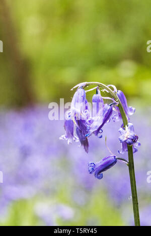 Bluebell in piena fioritura fotografati in macro in St Vincents legno, Freeland, Oxfordshire Foto Stock