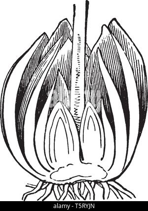 Gigli selvatici sono divisi senso della lunghezza come mostrato nella foto sezione trasversale del giglio selvatico che mostra petali, stami e stile vintage disegno della linea o engravin Illustrazione Vettoriale
