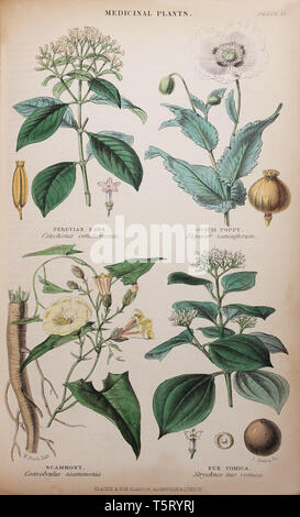 Piastra intitolato "edicinal impianti", da William Rhind 'Il regno vegetale, 1860 Foto Stock
