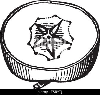 Una foto mostra la X-sezione di una mela che è un ben noto frutto della mela, pera e mela cotogna. Si tratta di un composto pistillo con un coheren Illustrazione Vettoriale